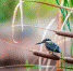 神农湖畔的芦苇丛中，一只翠鸟站立在枝头，神态怡然自得。（梁毅 摄） - 新浪湖南