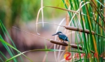 神农湖畔的芦苇丛中，一只翠鸟站立在枝头，神态怡然自得。（梁毅 摄） - 新浪湖南