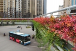 长沙对城区46座人行天桥和立交桥实施绿化全覆盖 - 湖南在线