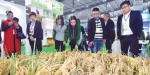 第十五届粮油展开幕 湖南省粮油加工业总产值六年翻番 - 湖南红网