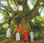永州有棵银杏树已2500多岁 号称“湖南第一古树王” - 新浪湖南