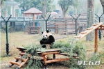 长沙生态动物园提供“五星级服务” 让动物朋友过冬无忧 - 湖南红网