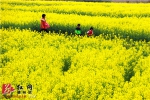 靖州县油菜花开美如画  赏花种花乐开花 - 农业机械化信息网