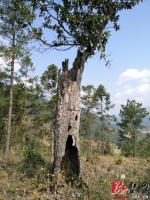 “子延母命” 城步发现一棵奇怪荷树（图） - 湖南红网