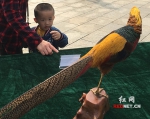 保护鸟类资源，守护绿水青山 2018年湖南“爱鸟周”启动 - 湖南红网