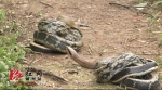 靖州：三米长大蛇溜进民宅 民警顺藤摸瓜搜出40多条蛇 - 湖南红网