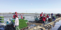 水稻机插秧同步侧深施肥技术集中示范活动在建三江举办 - 农业机械化信息网