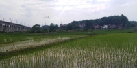 祁东县：早稻、中稻插播工作基本完成 - 农业机械化信息网