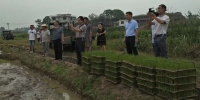 双峰县开展水稻移栽对比试验，机抛PK机插 - 农业机械化信息网