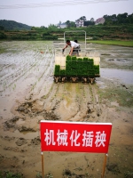 双峰县开展水稻移栽对比试验，机抛PK机插 - 农业机械化信息网