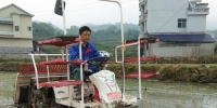 泸溪县：水稻机械化作业“紧张进行” - 农业机械化信息网