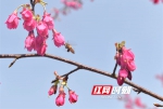 道县：“中国红”樱花竞相绽放，繁花似锦 - 湖南红网