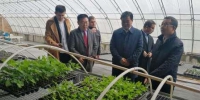 何报翔副省长考察中国援助格鲁吉亚蔬菜大棚种植第一期项目基地 - 商务厅