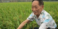 2010年，袁隆平在杂交水稻试验田 - 新浪湖南