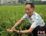2010年，袁隆平在杂交水稻试验田 - 新浪湖南