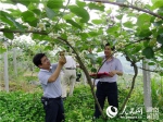 科技特派员指导猕猴桃授粉技术。（中共永顺县委组织部供图） - 新浪湖南