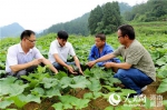 科技特派员指导农户种植新品南瓜。（中共永顺县委组织部供图） - 新浪湖南