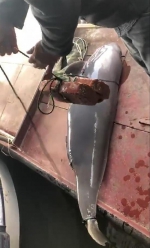 志愿者打捞江豚尸体视频截图 本文图均为 受访者提供 - 新浪湖南