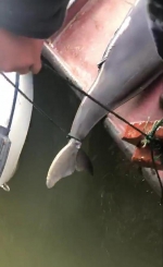 志愿者打捞江豚尸体视频截图 - 新浪湖南