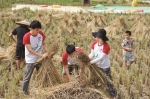 2020年湖南省大中专学生志愿者暑期“三下乡”社会实践综述 - 湖南在线