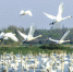 近日，岳阳市屈原管理区洞庭湖古湖湿地保护区，天鹅正在这里栖息越冬。图/彭宏伟宋政军周洋 - 新浪湖南