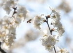 周末赏花去！长沙各大公园早樱、梅花开了，海棠、桃花、吉野樱正在枝头排队…… - 新浪湖南