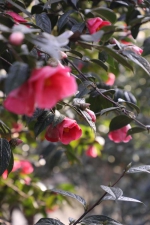 周末赏花去！长沙各大公园早樱、梅花开了，海棠、桃花、吉野樱正在枝头排队…… - 新浪湖南