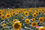 省植物园举办“2021湖南世界名花生态文化节·秋之色向日葵主题花展”。 - 新浪湖南