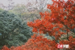 岳麓山的枫叶层林尽染。摄影 黄可欣 - 新浪湖南