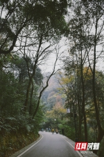 岳麓山山路上游客在漫步。摄影 黄可欣 - 新浪湖南