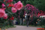 （湖南省植物园玫瑰花开放正艳。景区供图） - 新浪湖南