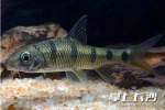 淡水石斑鱼。均为湖南省疾控中心供图 - 新浪湖南