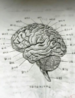 女大学生手绘人体解剖图太逼真　网友:印的吧(图) - 长沙新闻网