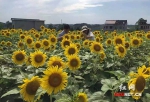 【扶贫攻坚乡村行】娄底贫困村产业扶贫花开结硕果 - 湖南红网